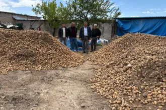 Depolarda çürüyen patates hayvan yemine dönüştü