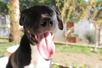 Köpeğim beni hasta edebilir mi?