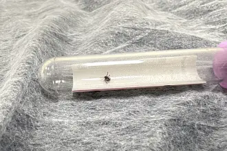 Tokat'ta kene ısıran 10 kişiye KKKA hastalığı teşhisi konuldu