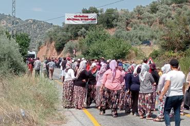 Mezeköylüler isyanda: JES şirketinin kepçesi 18 bin incir fidanını inadına çiğnedi!