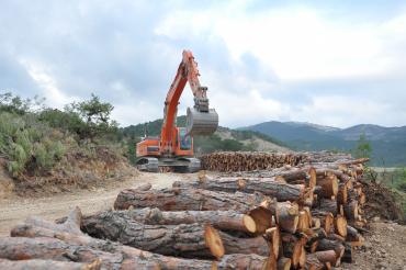 Yangından kurtulan orman satıldı