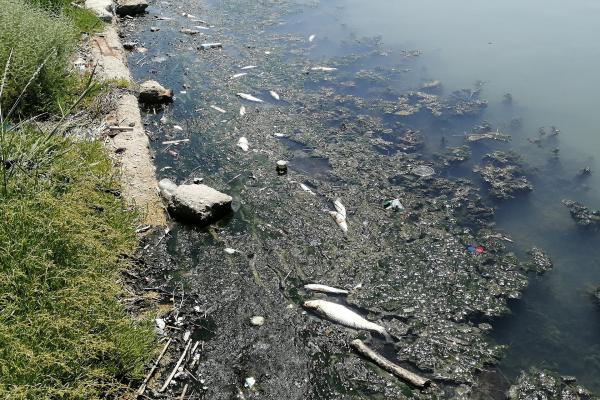 Büyükçekmece Gölünün rengi değişti, ölü balıklar kıyıya vurdu