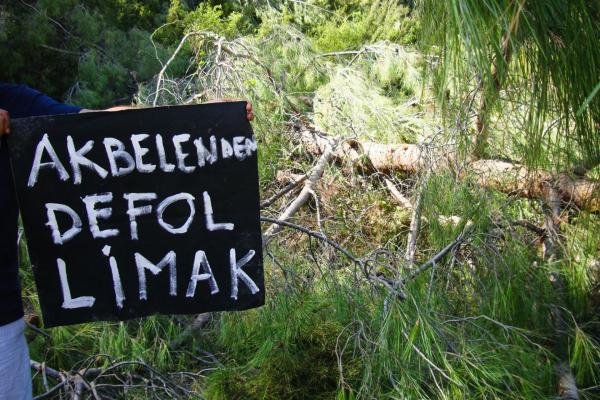 Akbelen ormanında ağaç kesimi