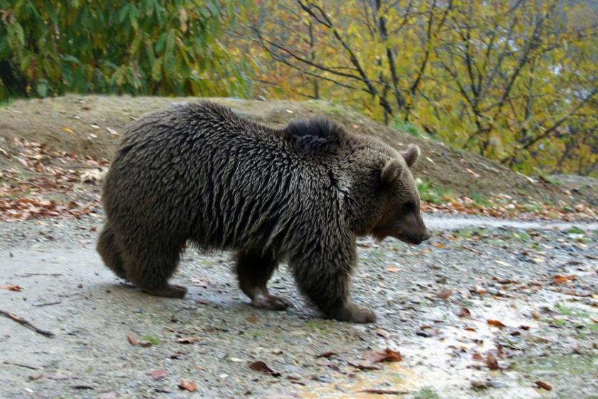 Doğu Karadeniz’de ayılara kameralı takip