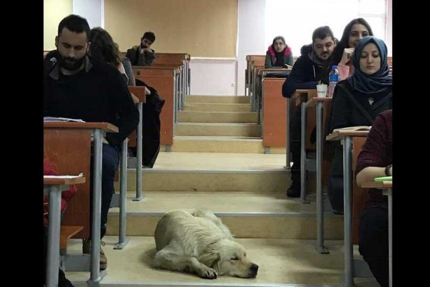 Islanan köpeği sınıfa alıp ders yaptılar