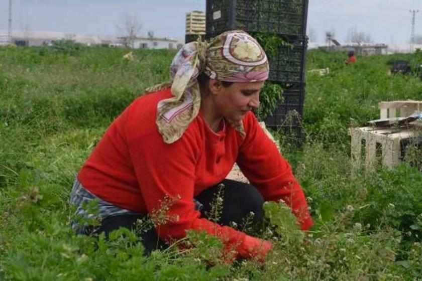 Tarım işçisi kadınlar güvencesiz ve düşük ücretle çalışıyor