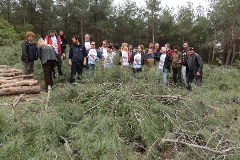 Foça'da çam ağaçlarının kesimi süresiz durduruldu