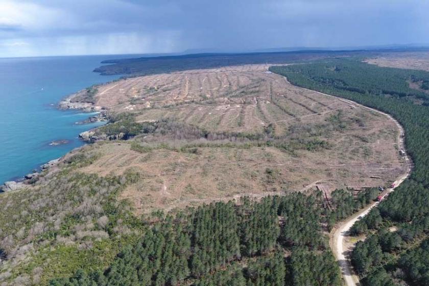 Sinop'ta nükleer santral için kesilen ağaç sayısı 650 bini aştı