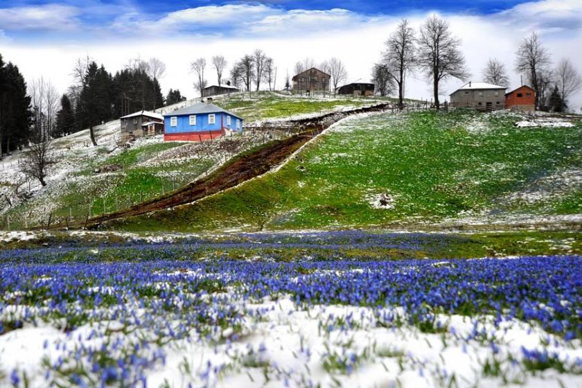 Kadıralak Yaylası, bu yıl erken mora büründü