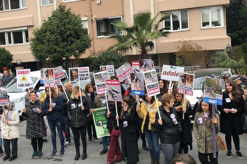 Kadıköy'de köpeğe şiddet uyguladığı için gözaltına alınan kişi serbest