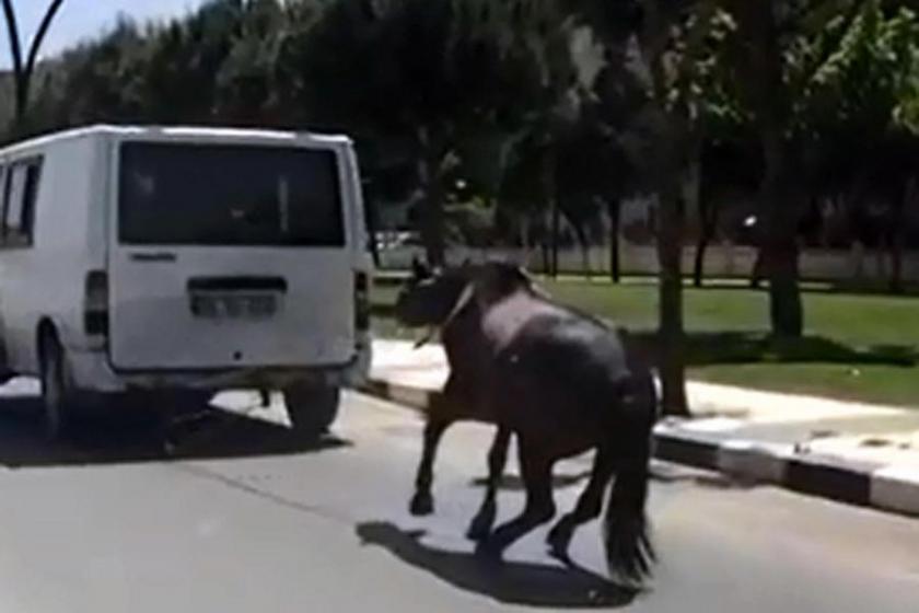 Manisa'da atın minibüsün arkasına bağlanarak koşturulması tepki çekti