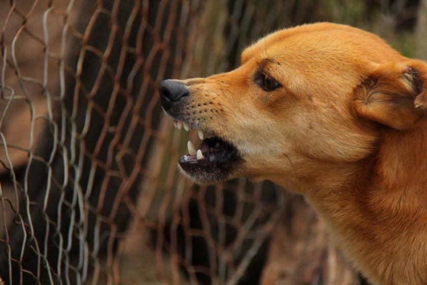 Hindistan'da köpek saldırısı: 6 çocuk yaşamını yitirdi