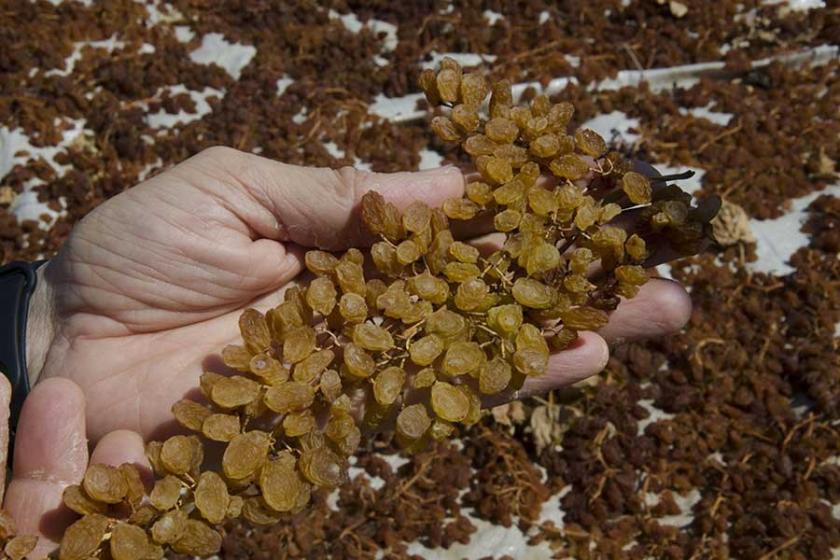 Manisa'da kuru üzümün kilosu 6,5 liraya dayandı