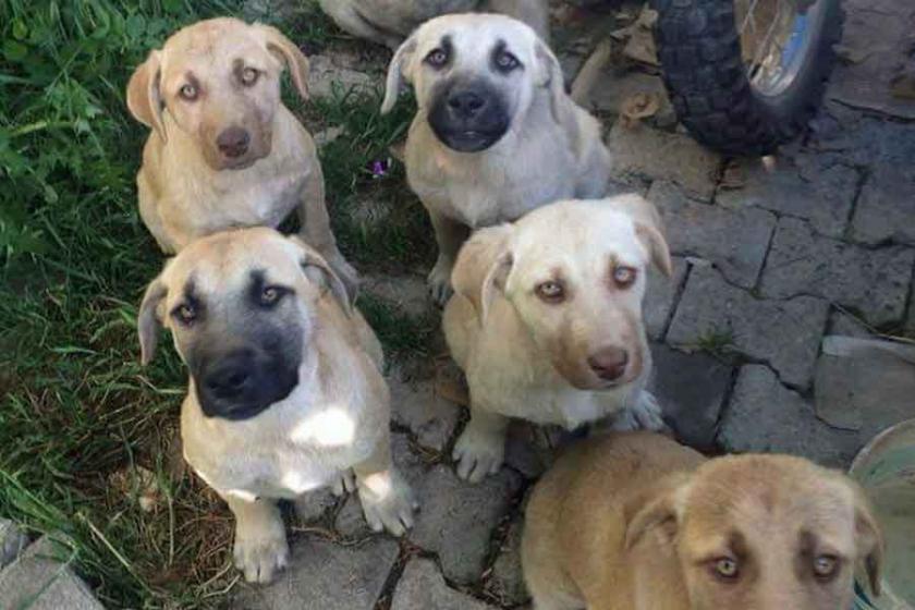 Antalya'da mahallelinin sahiplendiği 6 köpek zehirlenerek öldürüldü