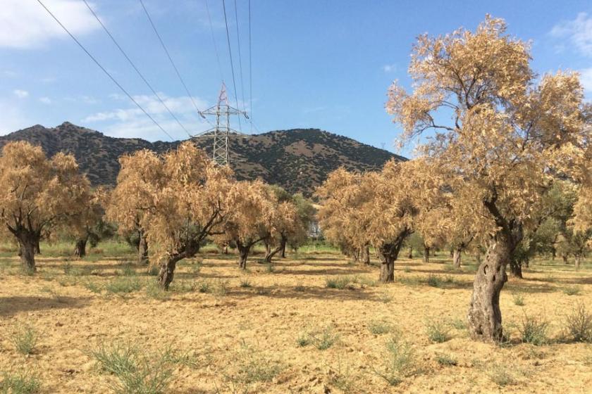 Aydın'da toplu felaketler peş peşe geliyor: Bu kez ağaçlar kuruyor!