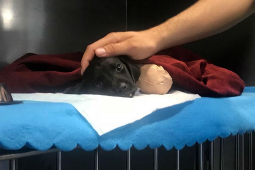 Sapanca'da köpeğin ölümüne neden olduğu iddia edilen İ.M. tutuklandı