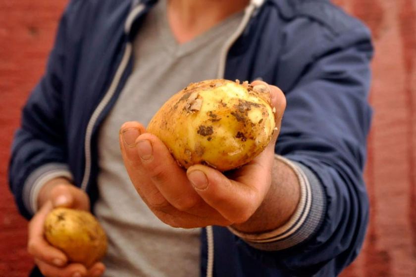 Türkiye, sıfır gümrük vergisiyle patates ithal etme süresini uzattı