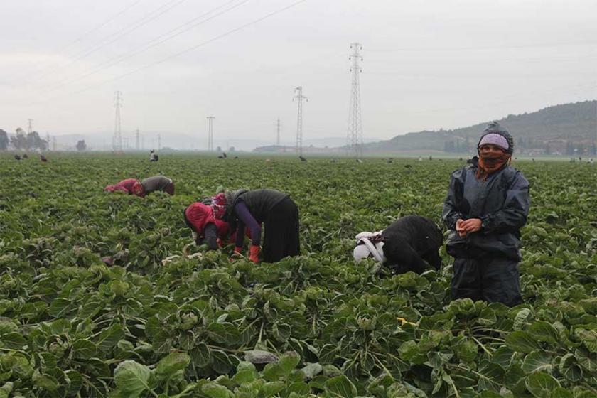 Torbalı'da tarım işçileri düşük yevmiyeye karşı iş bırakacak