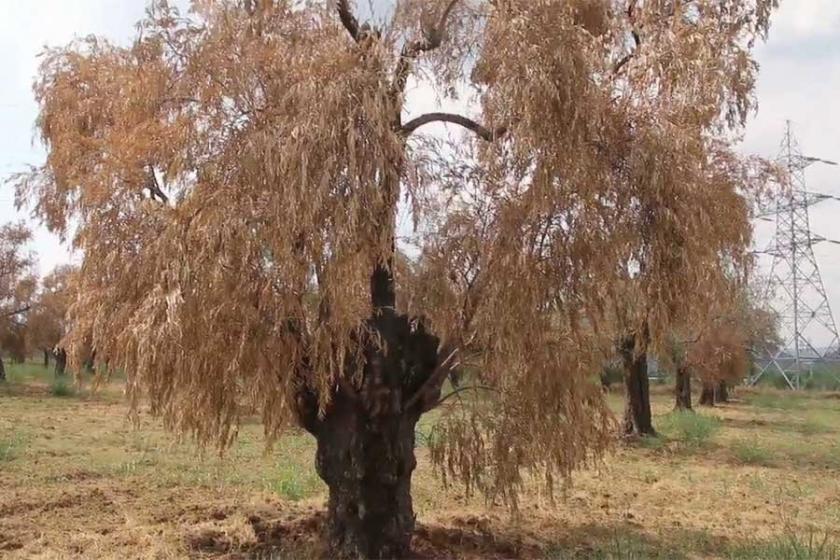 Geçen yıl 207 yaşam alanı savunucusu cinayete kurban gitti