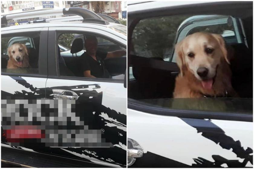 'Tarçın' köpeğe emniyet kemeri takan sürücü tebrik edildi