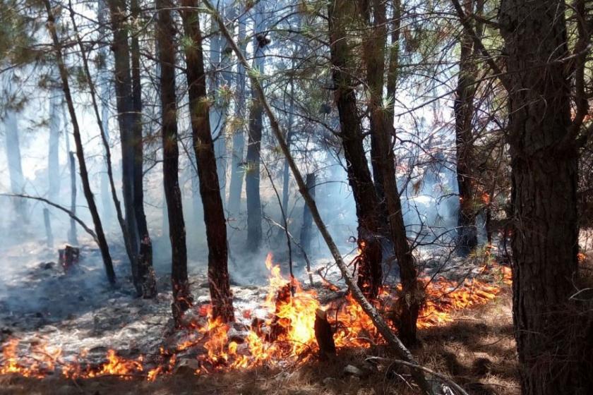 Mersin, Hatay ve Muğla'da orman yangınları çıktı