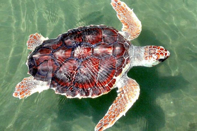 Nesli tehlikedeki Caretta caretta kabuğundan tespih satışı yapılıyor