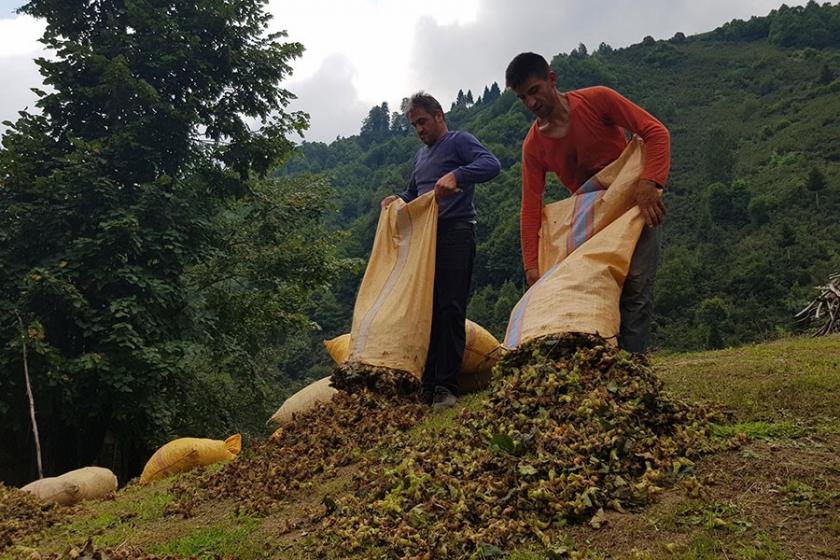 Kamu harcamalarında tasarruf, fındığı vurdu