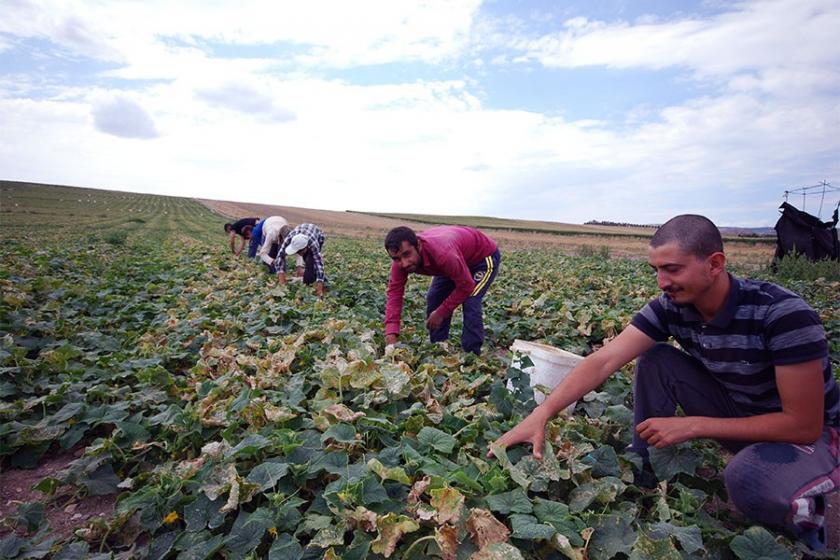 Mevsimlik tarım işçileri bayramı tarlada geçiriyor