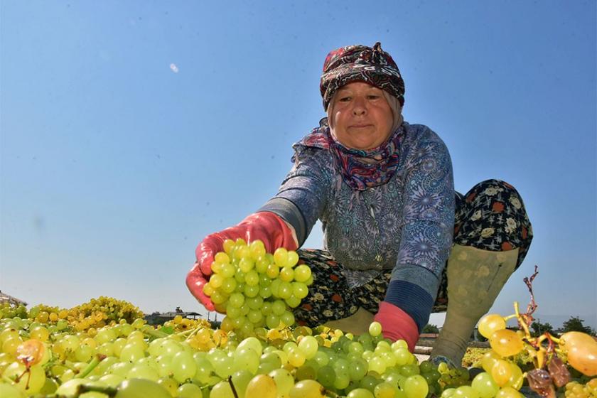 Kuru üzüm üreticisi kilosuna 9 TL fiyat istiyor