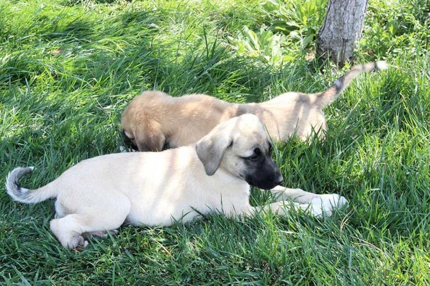 Konya'da 2 yavru köpeğin ayaklarını kestiler