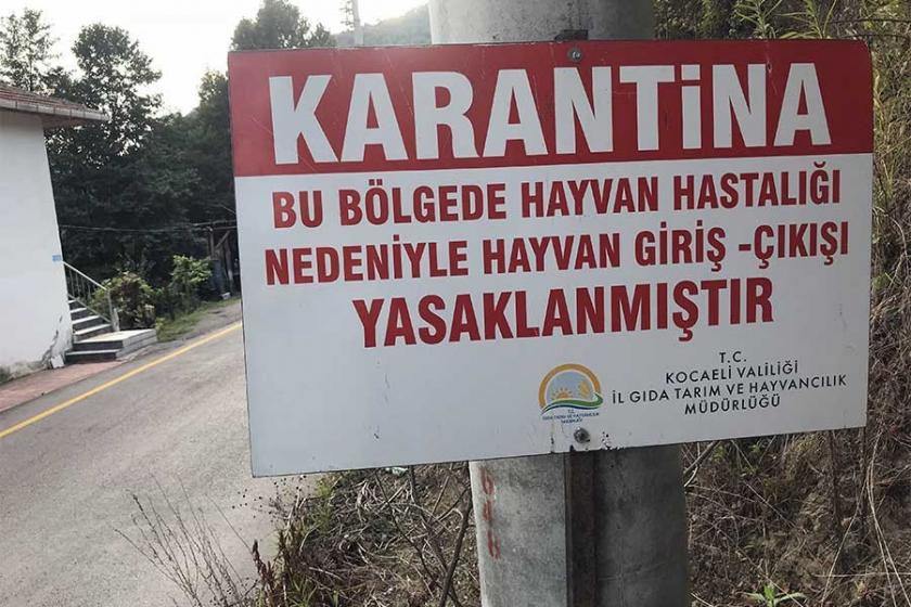 Gölcük'te şarbon şüphesine geçici karantina