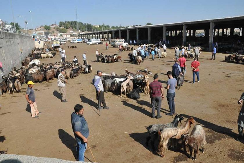 Şarbon virüsü neden ortaya çıktı? Sorumlular kim?