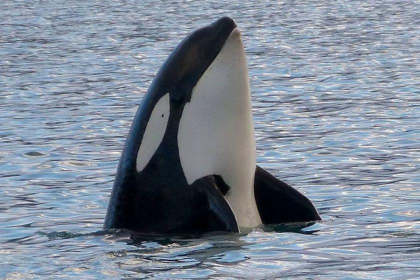 Kirlilik katil balinaları yok ediyor: 'Orka kıyameti'