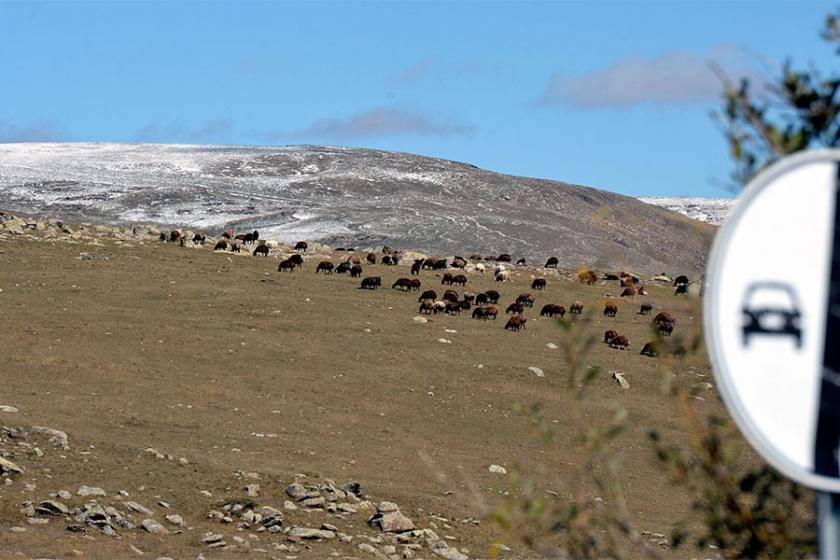 Ardahan'da mevsimin ilk karı yağdı