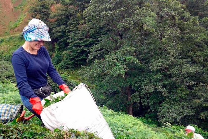 2019 çay alım fiyatı açıklandı, üretici 'fiyat maliyetin altında' dedi