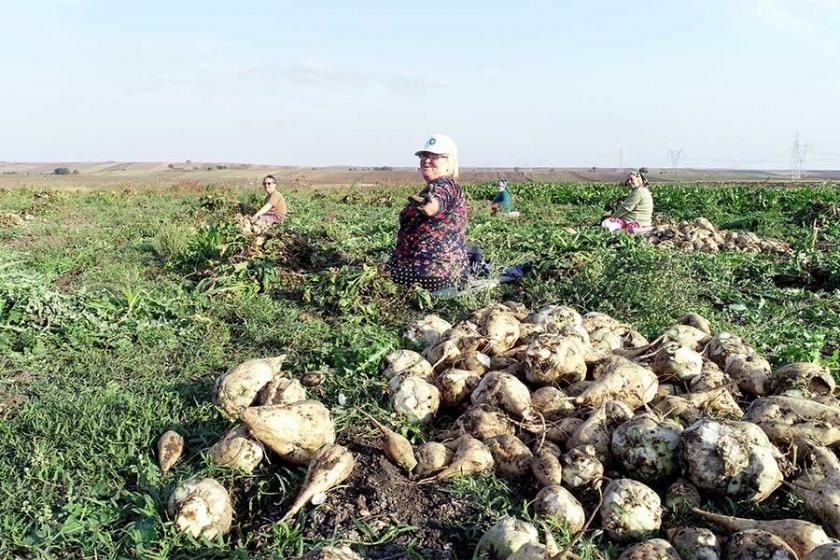 Şeker pancarı üreticileri ürünlerini dökmek zorunda kalıyor