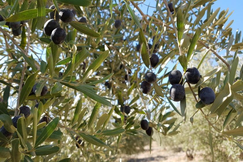 60 yıldır ilk kez yaşandı: Zeytin üreticisi çaresiz!