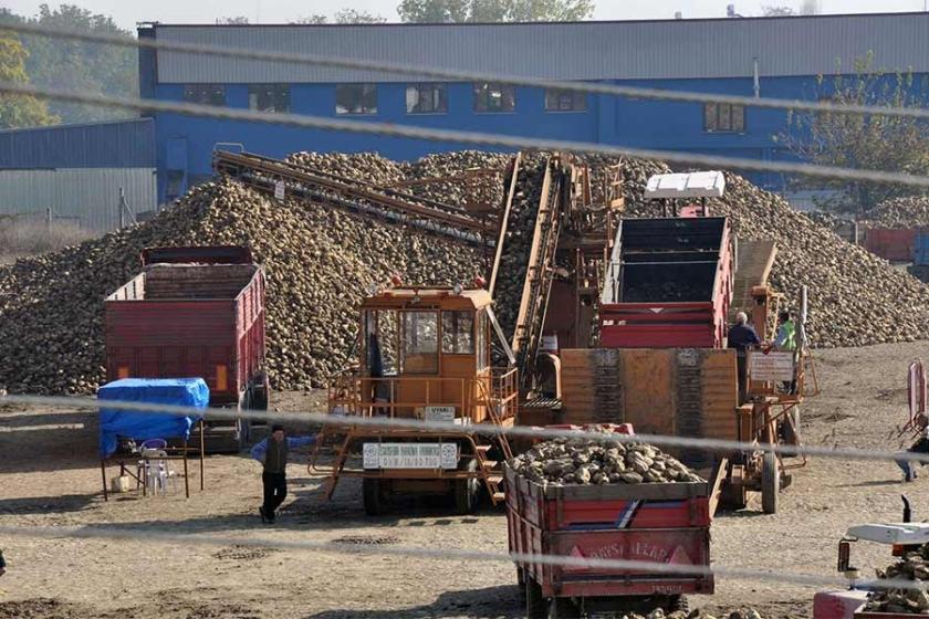 Düşük polarlı pancar ve düşük rekolte üreticinin tadını kaçırdı