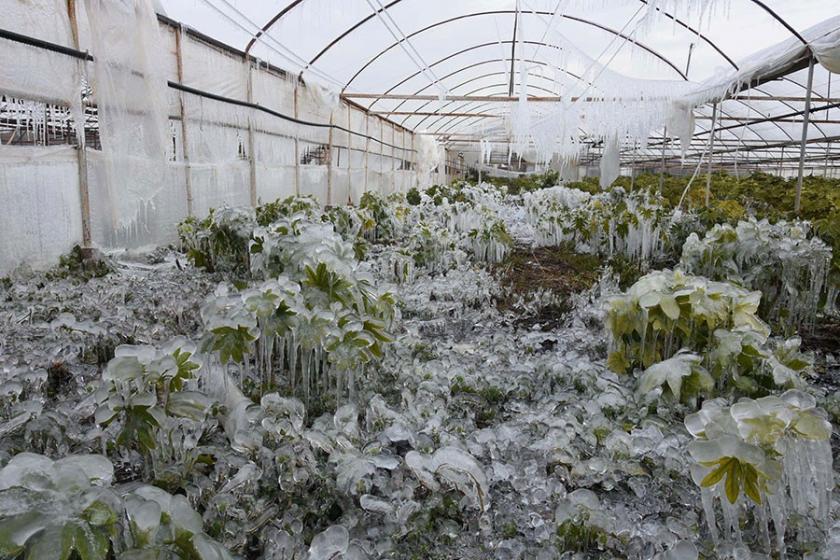 Meteoroloji'den Ege Bölgesi için 'zirai don' uyarısı