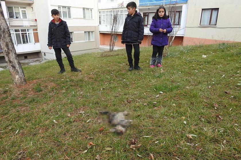 Çorum'da patileri kesilerek öldürülmüş yavru kedi bulundu