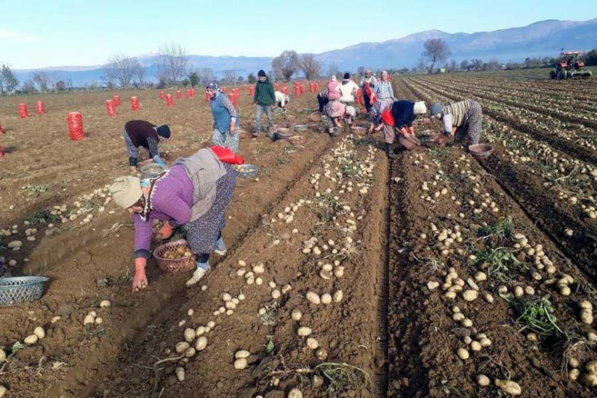 Giderler arttı, rekolte düşük, üretici dertli