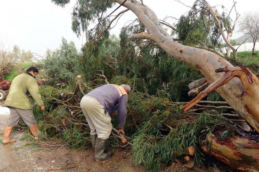 Anamur’da hortum tarım arazilerine ve hayvanlara zarar verdi