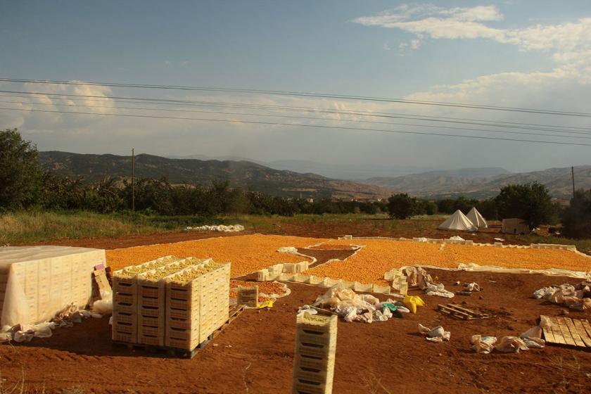 Malatya'da üretici dertli: Binlerce ton kayısı pazara sürülemedi