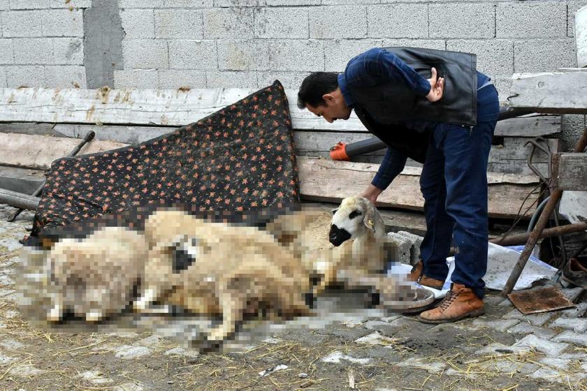 Sivas Ulaş'ta 4 günde 30 büyükbaş ve küçükbaş hayvan öldü