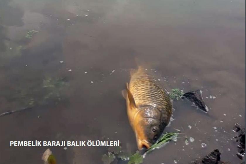 Peri Suyu barajında yaşanan balık ölümleri endişe yarattı