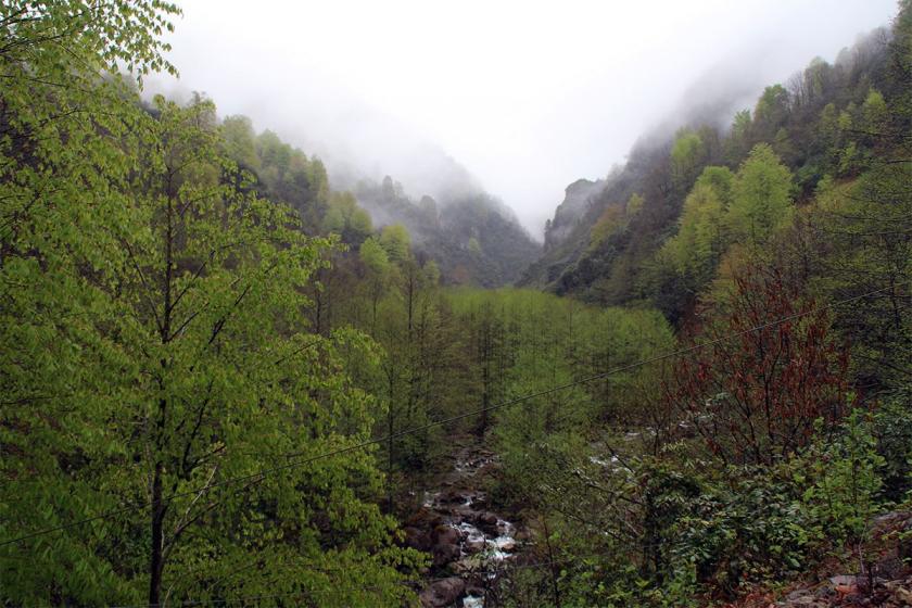 Rize'de bal ormanına yapılmak istenen taş ocağına tepki