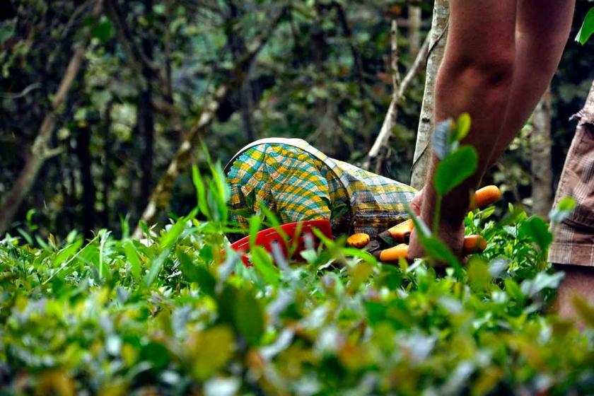 ÇAYKUR ikinci sürgün için yaş çay alım kotasını 400 kilograma düşürdü