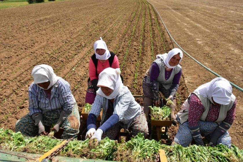 Muğla'da kadınlar çocuklarını okutmak için tütünün acısına katlanıyor