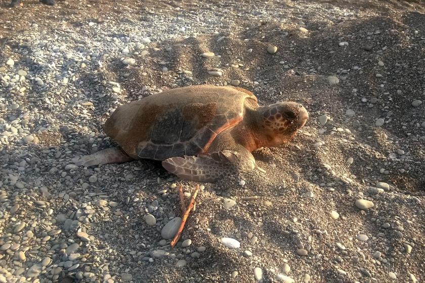 Caretta carettaya eziyet eden 4 kişi gözaltına alındı