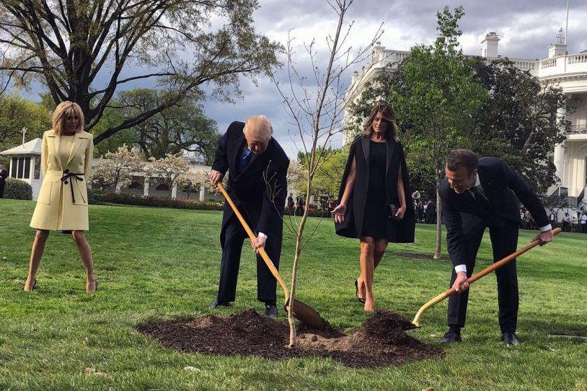 Trump ve Macron’un birlikte diktiği meşe fidanı öldü